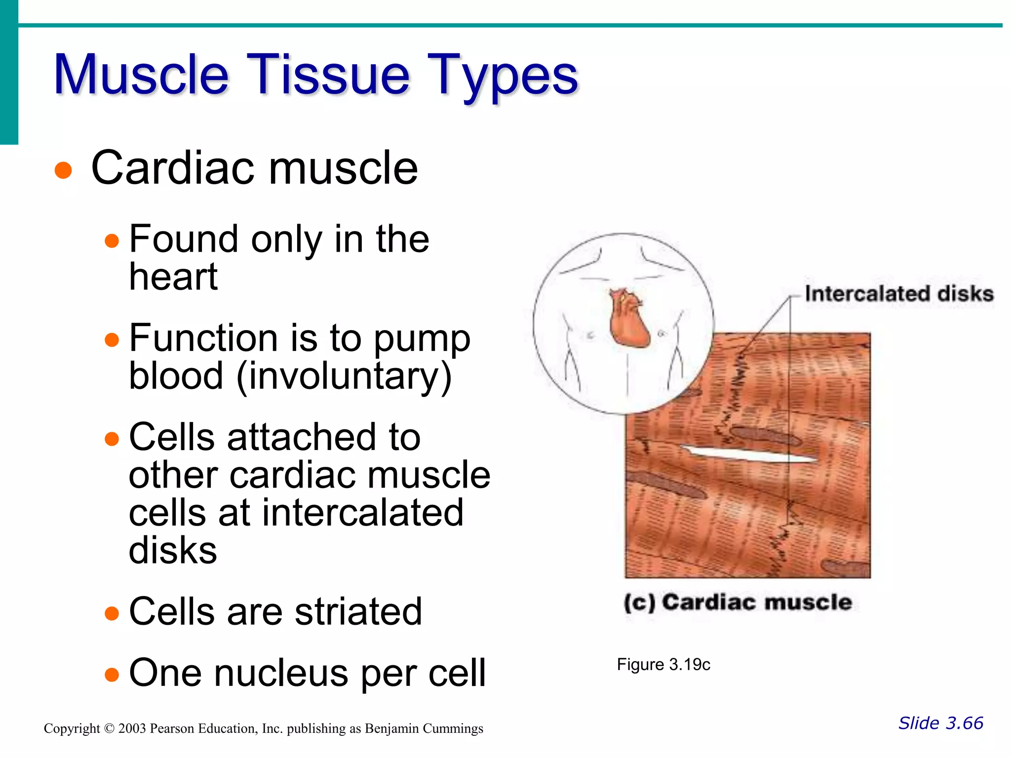 Muscle Tissue Types
Slide 3.66
Copyright © 2003 Pearson Education, Inc. publishing as Benjamin Cummings
 Cardiac muscle
 Found only in the
heart
 Function is to pump
blood (involuntary)
 Cells attached to
other cardiac muscle
cells at intercalated
disks
 Cells are striated
 One nucleus per cell Figure 3.19c
 