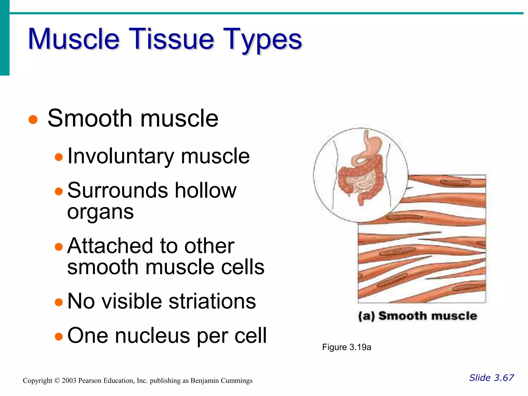 Muscle Tissue Types
Slide 3.67
Copyright © 2003 Pearson Education, Inc. publishing as Benjamin Cummings
 Smooth muscle
Involuntary muscle
Surrounds hollow
organs
Attached to other
smooth muscle cells
No visible striations
One nucleus per cell Figure 3.19a
 