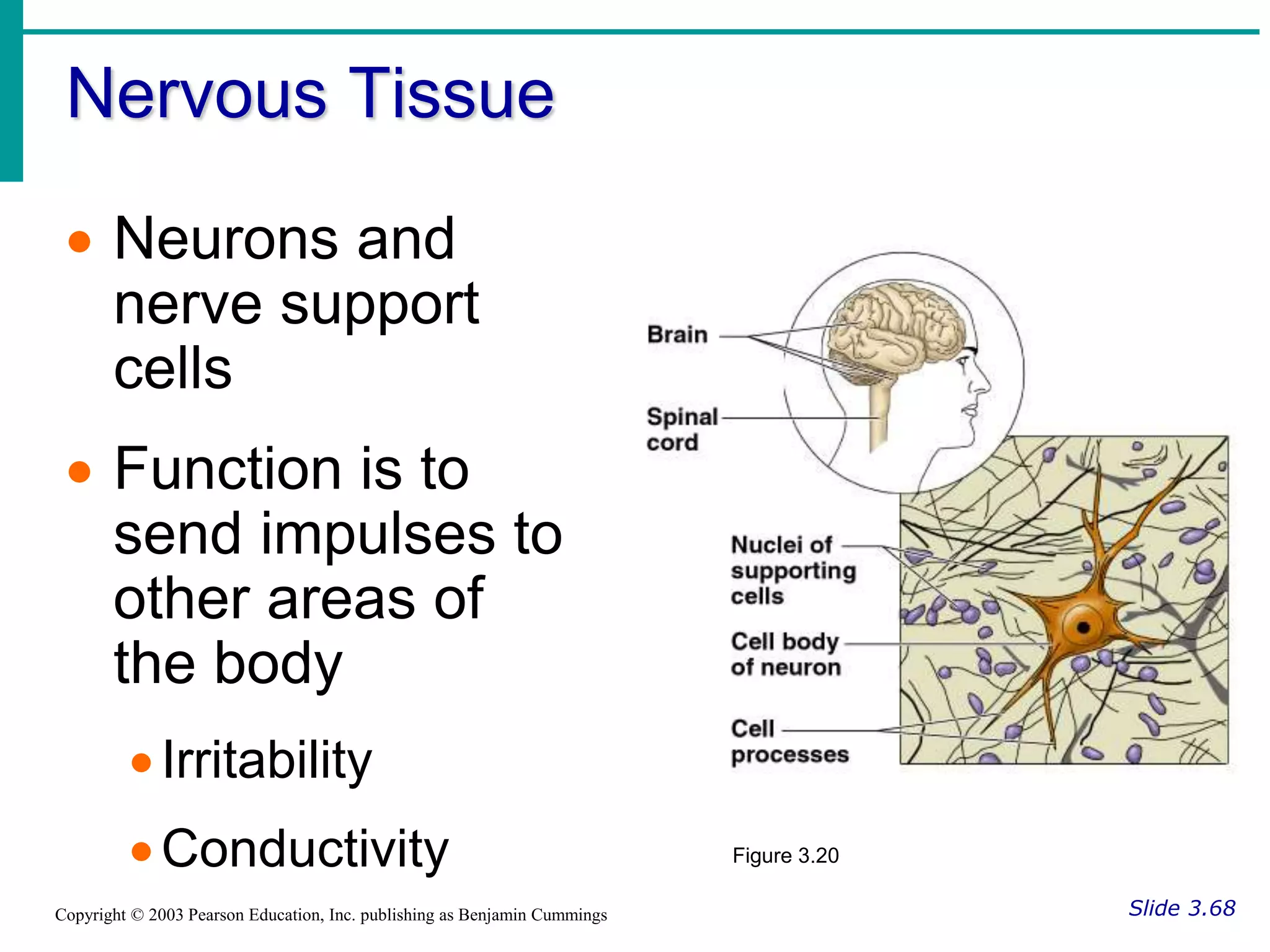 Nervous Tissue
Slide 3.68
Copyright © 2003 Pearson Education, Inc. publishing as Benjamin Cummings
 Neurons and
nerve support
cells
 Function is to
send impulses to
other areas of
the body
Irritability
Conductivity Figure 3.20
 