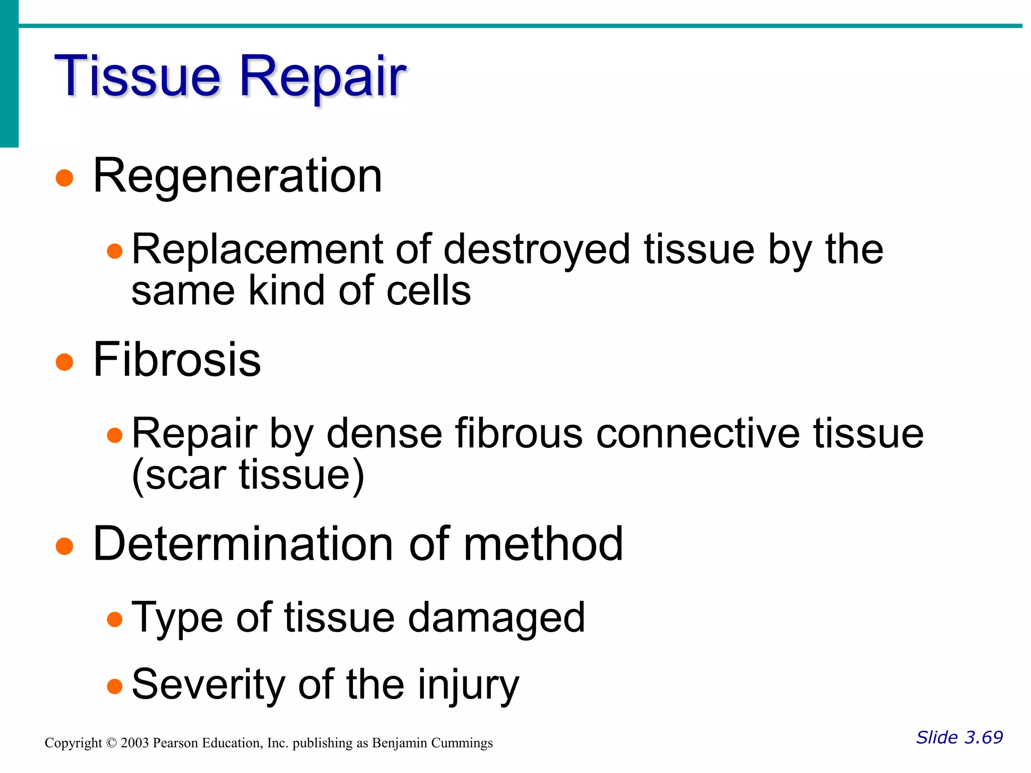 Tissue Repair
Slide 3.69
Copyright © 2003 Pearson Education, Inc. publishing as Benjamin Cummings
 Regeneration
Replacement of destroyed tissue by the
same kind of cells
 Fibrosis
Repair by dense fibrous connective tissue
(scar tissue)
 Determination of method
Type of tissue damaged
Severity of the injury
 