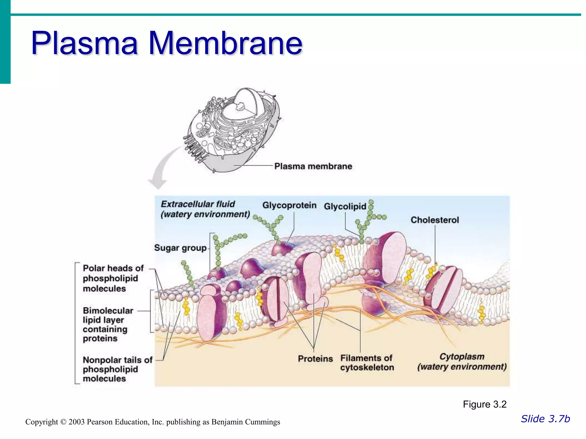 Plasma Membrane
Slide 3.7b
Copyright © 2003 Pearson Education, Inc. publishing as Benjamin Cummings
Figure 3.2
 