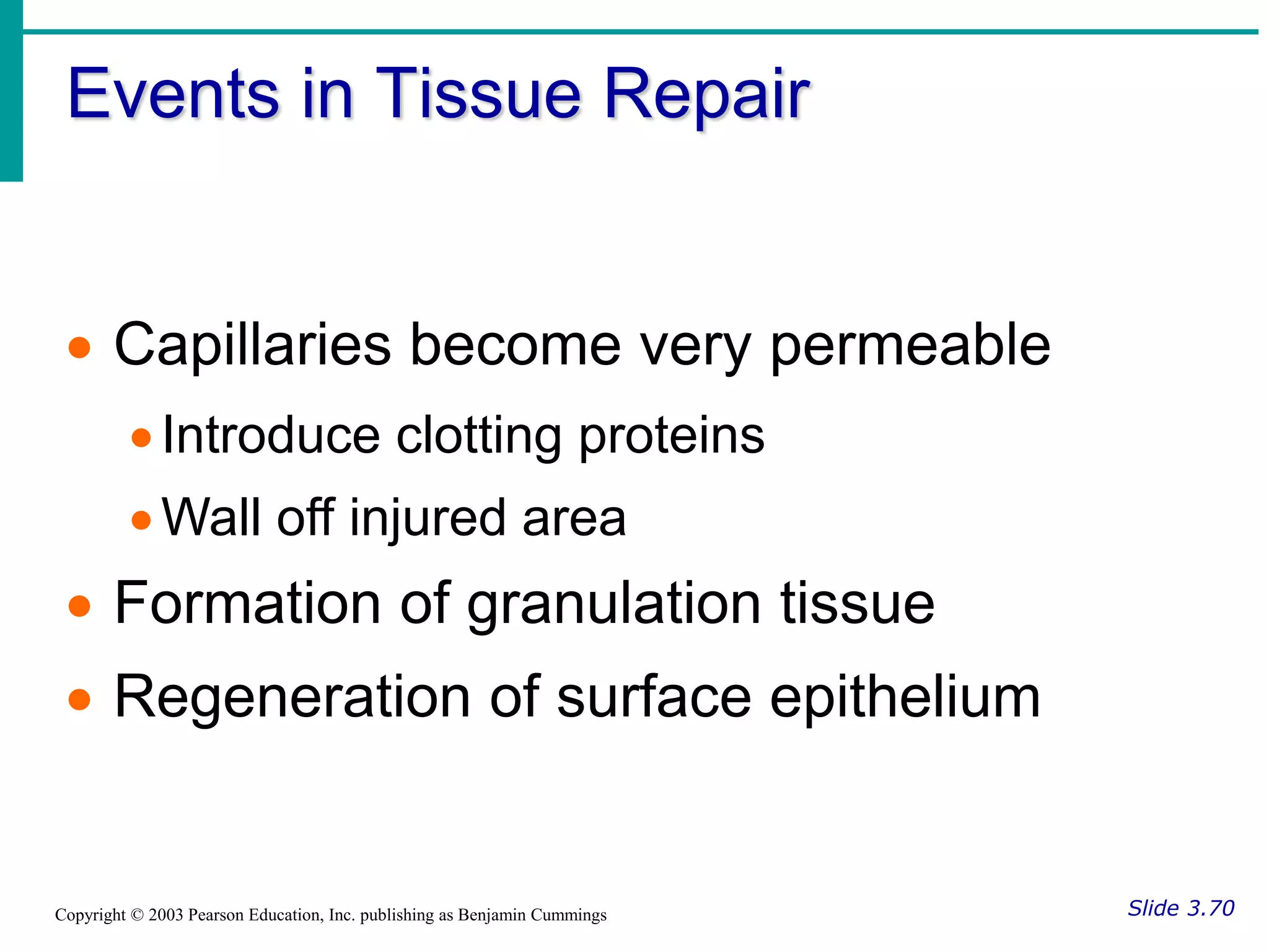 Events in Tissue Repair
Slide 3.70
Copyright © 2003 Pearson Education, Inc. publishing as Benjamin Cummings
 Capillaries become very permeable
Introduce clotting proteins
Wall off injured area
 Formation of granulation tissue
 Regeneration of surface epithelium
 