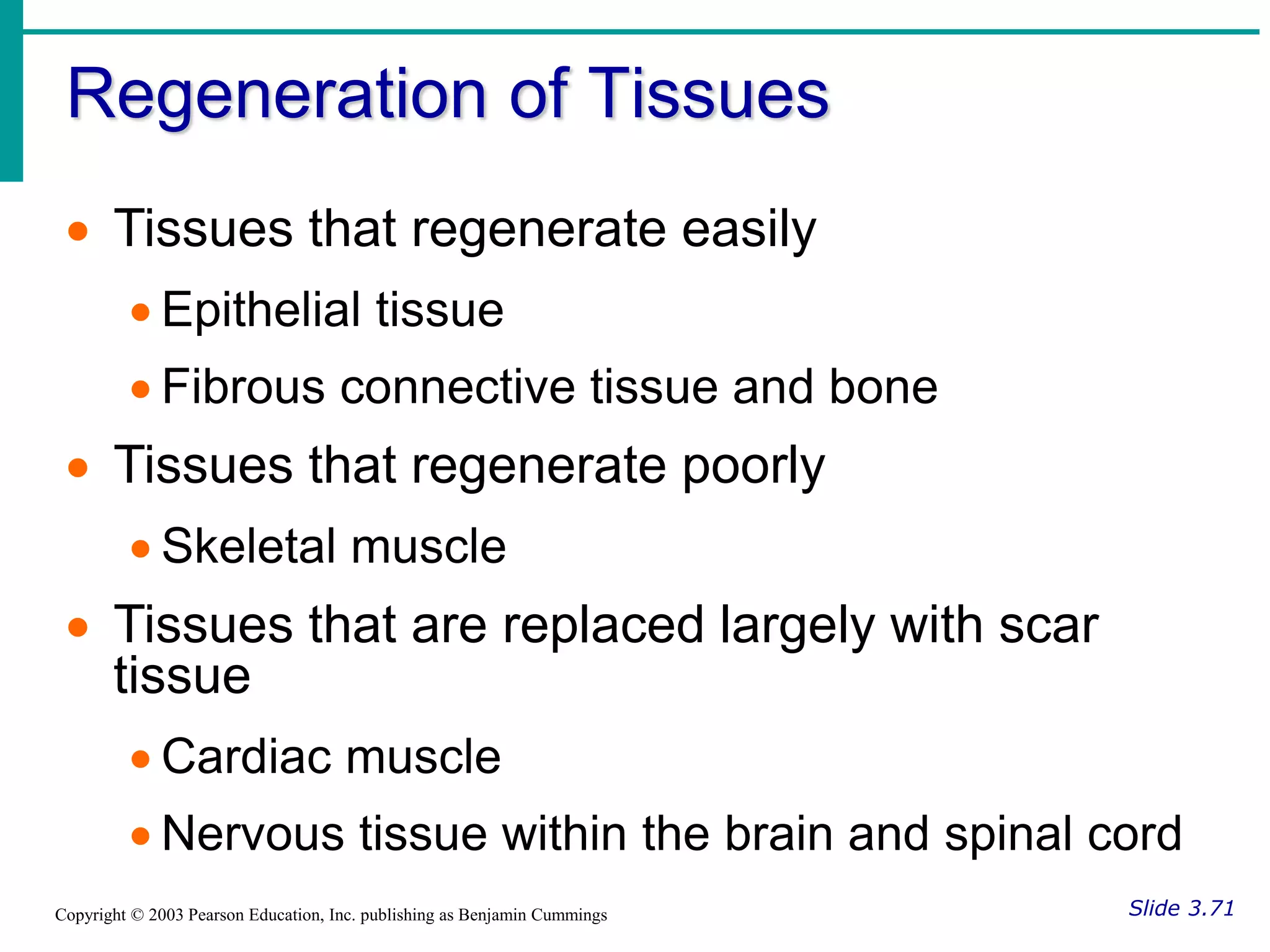 Regeneration of Tissues
Slide 3.71
Copyright © 2003 Pearson Education, Inc. publishing as Benjamin Cummings
 Tissues that regenerate easily
 Epithelial tissue
 Fibrous connective tissue and bone
 Tissues that regenerate poorly
 Skeletal muscle
 Tissues that are replaced largely with scar
tissue
 Cardiac muscle
 Nervous tissue within the brain and spinal cord
 