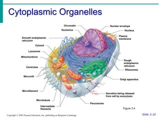 Cytoplasmic Organelles
Slide 3.10
Copyright © 2003 Pearson Education, Inc. publishing as Benjamin Cummings
Figure 3.4
 