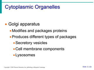 Cytoplasmic Organelles
Slide 3.13a
Copyright © 2003 Pearson Education, Inc. publishing as Benjamin Cummings
 Golgi appara...