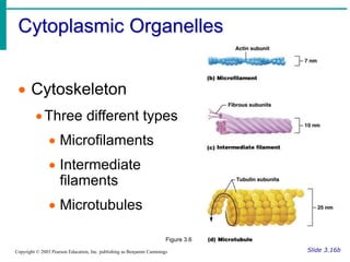 Cytoplasmic Organelles
Slide 3.16b
Copyright © 2003 Pearson Education, Inc. publishing as Benjamin Cummings
 Cytoskeleton...