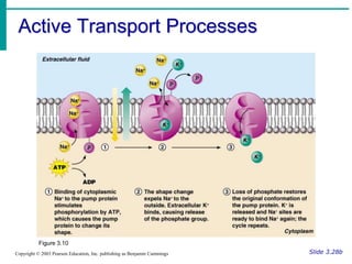 Active Transport Processes
Slide 3.28b
Copyright © 2003 Pearson Education, Inc. publishing as Benjamin Cummings
Figure 3.10
 