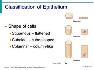 Classification of Epithelium
Slide 3.44b
Copyright © 2003 Pearson Education, Inc. publishing as Benjamin Cummings
 Shape ...