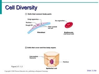 Structure and Function Cells and Tissues: Structure and Function Cells ...