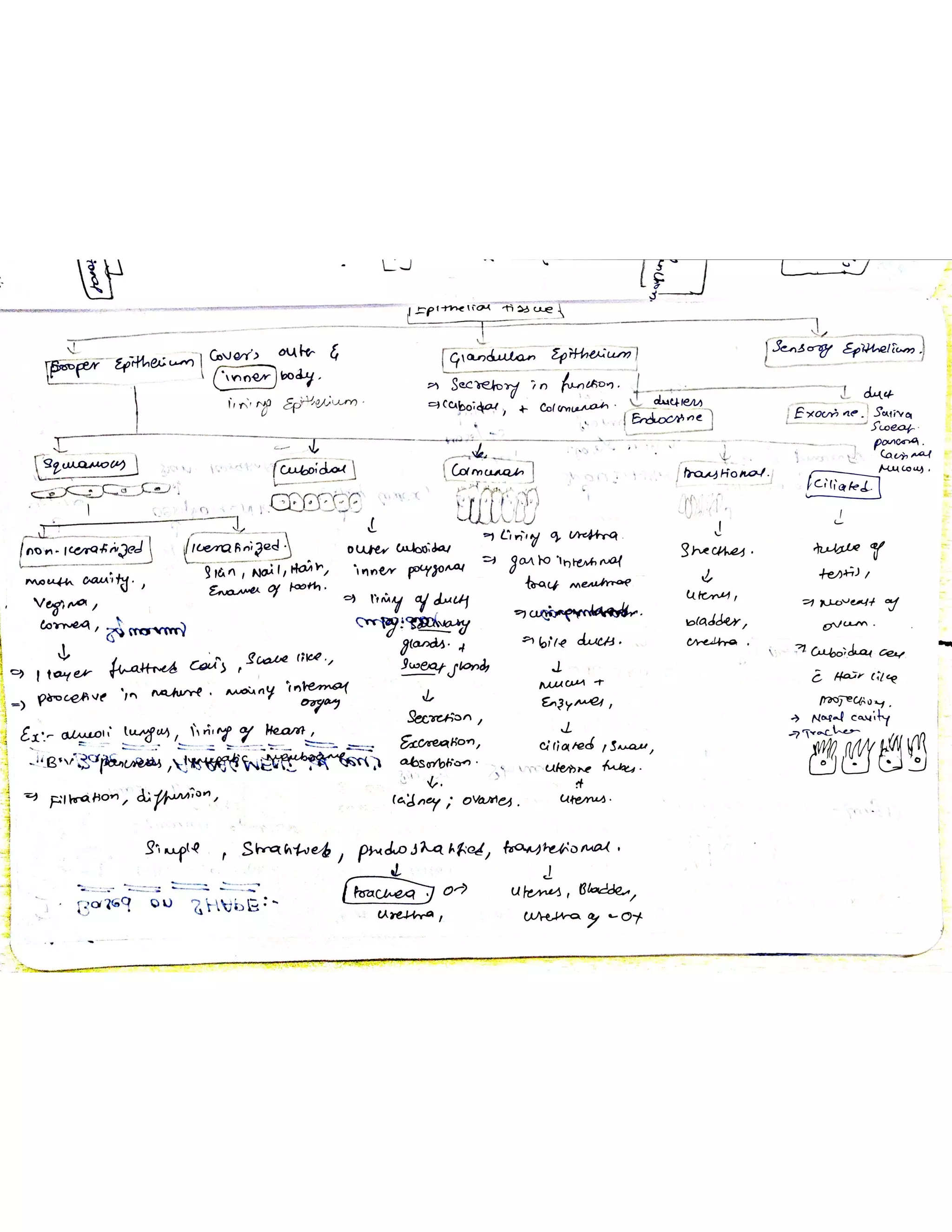 Cells and tissues written notes | PDF