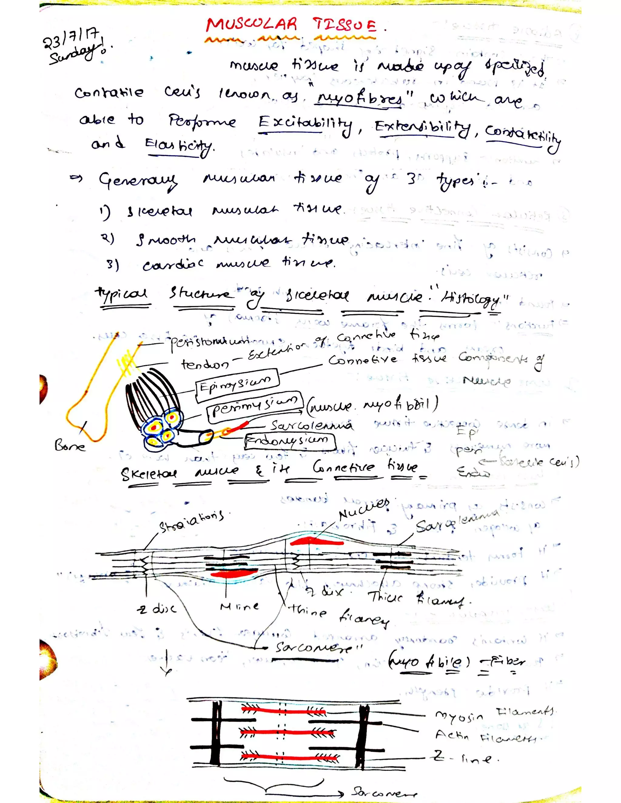 Cells and tissues written notes | PDF