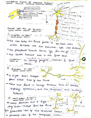 Cells and tissues written notes | PDF