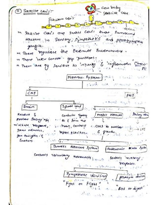 Cells and tissues written notes | PDF