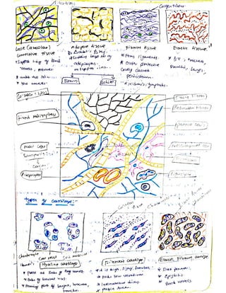 Cells and tissues written notes | PDF