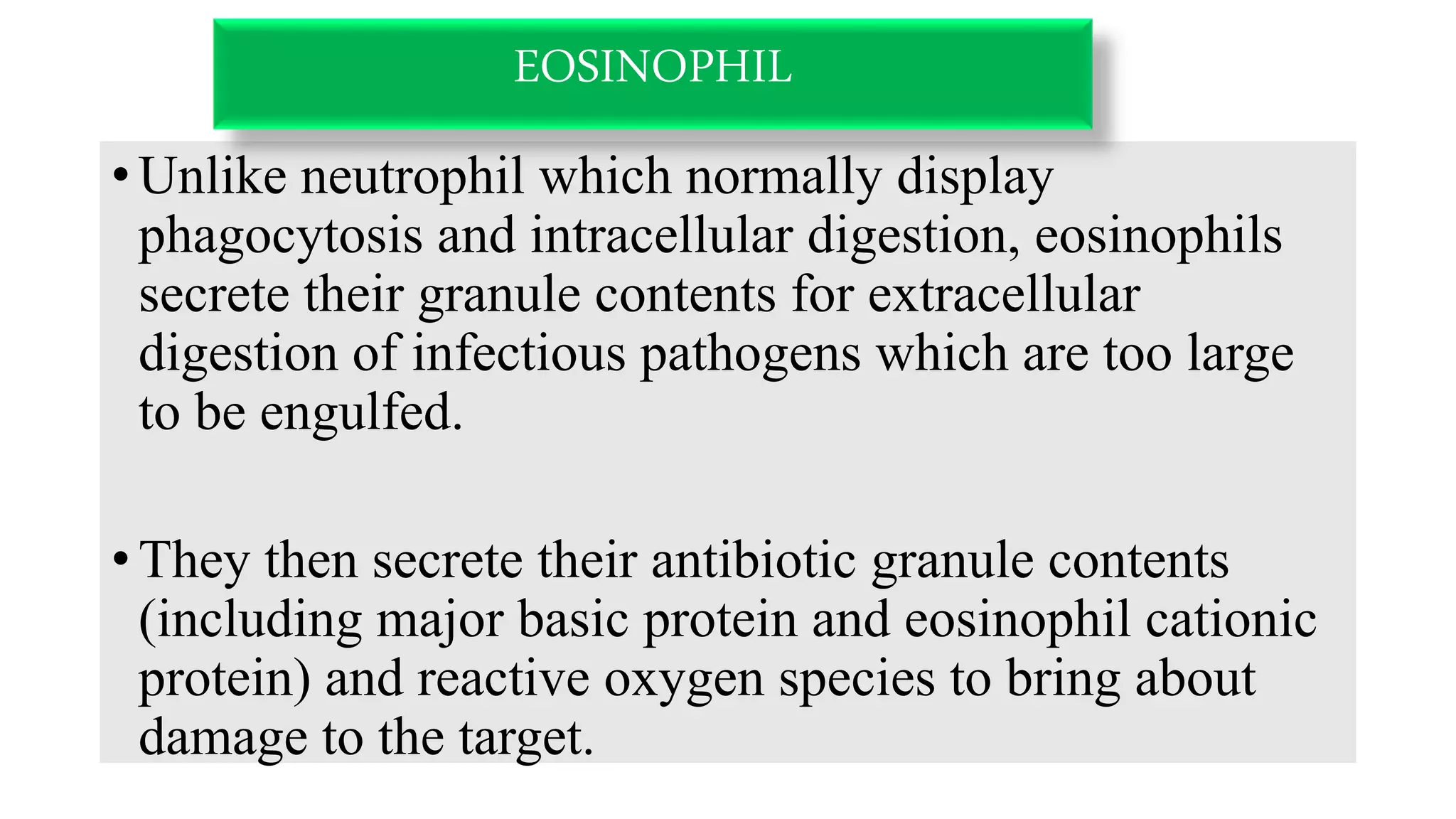 • Unlike neutrophil which normally display
phagocytosis and intracellular digestion, eosinophils
secrete their granule contents for extracellular
digestion of infectious pathogens which are too large
to be engulfed.
• They then secrete their antibiotic granule contents
(including major basic protein and eosinophil cationic
protein) and reactive oxygen species to bring about
damage to the target.
EOSINOPHIL
 