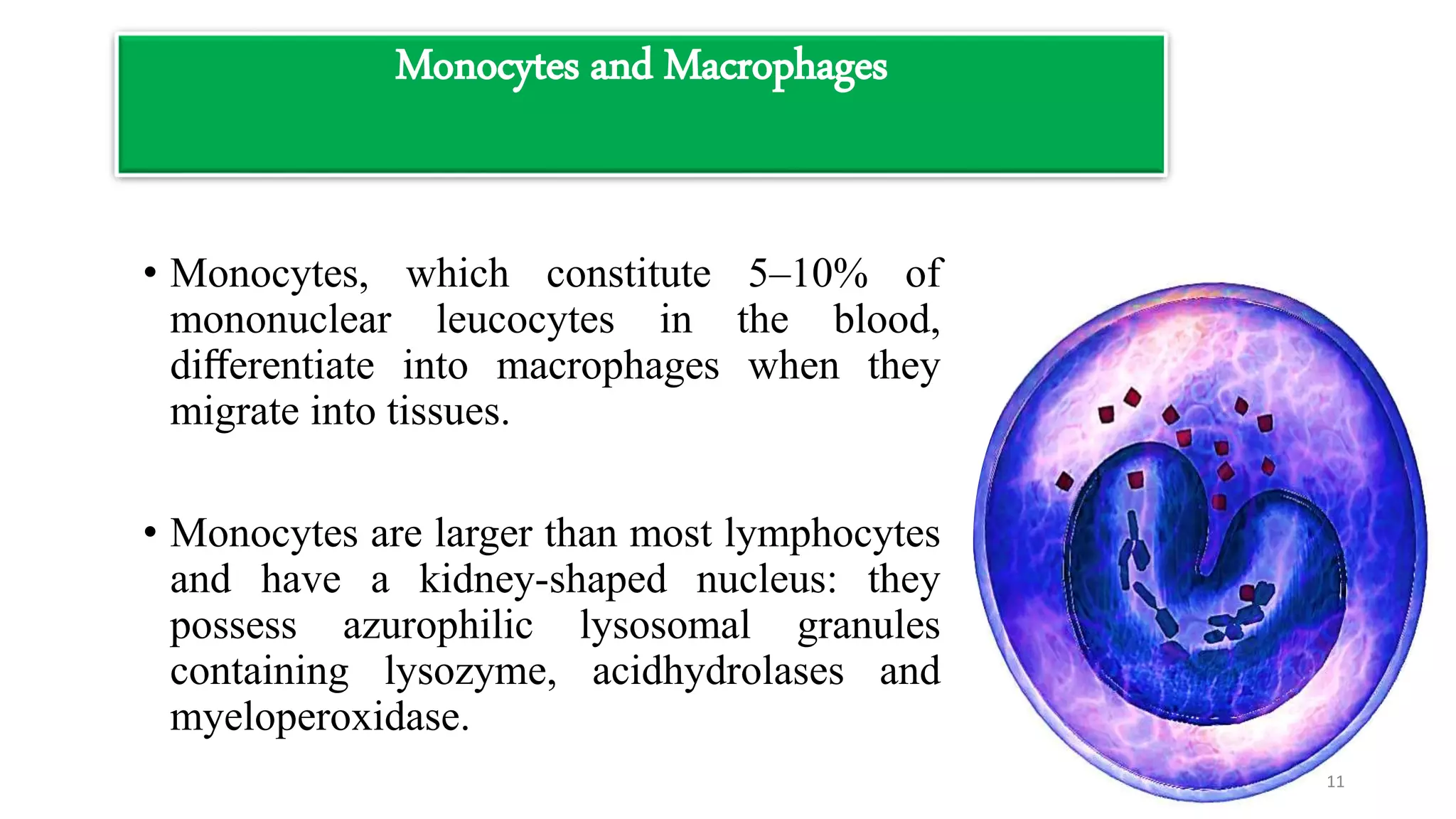 Monocytes and Macrophages
• Monocytes, which constitute 5–10% of
mononuclear leucocytes in the blood,
diﬀerentiate into macrophages when they
migrate into tissues.
• Monocytes are larger than most lymphocytes
and have a kidney-shaped nucleus: they
possess azurophilic lysosomal granules
containing lysozyme, acidhydrolases and
myeloperoxidase.
11
 