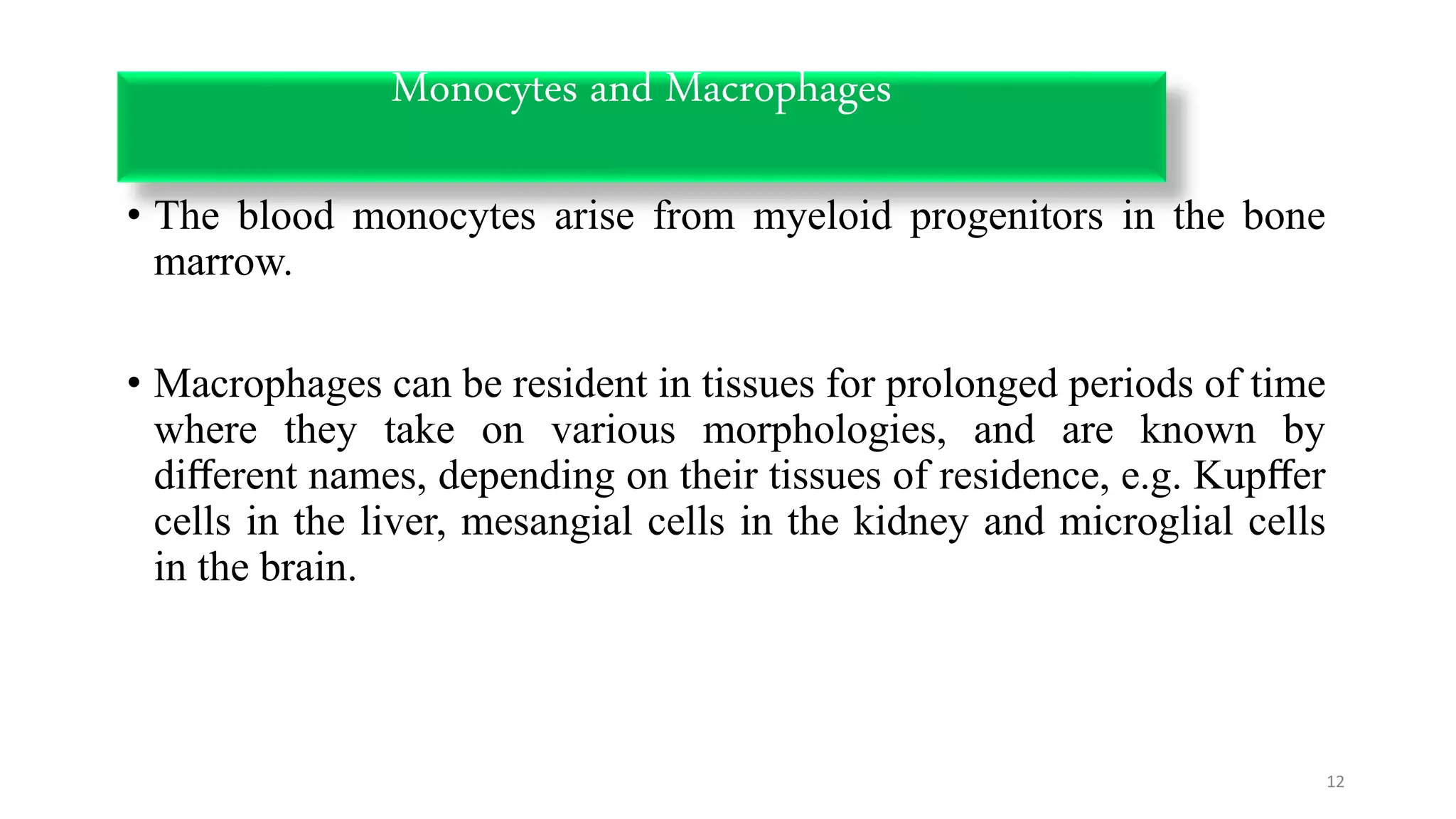 • The blood monocytes arise from myeloid progenitors in the bone
marrow.
• Macrophages can be resident in tissues for prolonged periods of time
where they take on various morphologies, and are known by
diﬀerent names, depending on their tissues of residence, e.g. Kupﬀer
cells in the liver, mesangial cells in the kidney and microglial cells
in the brain.
12
Monocytes and Macrophages
 