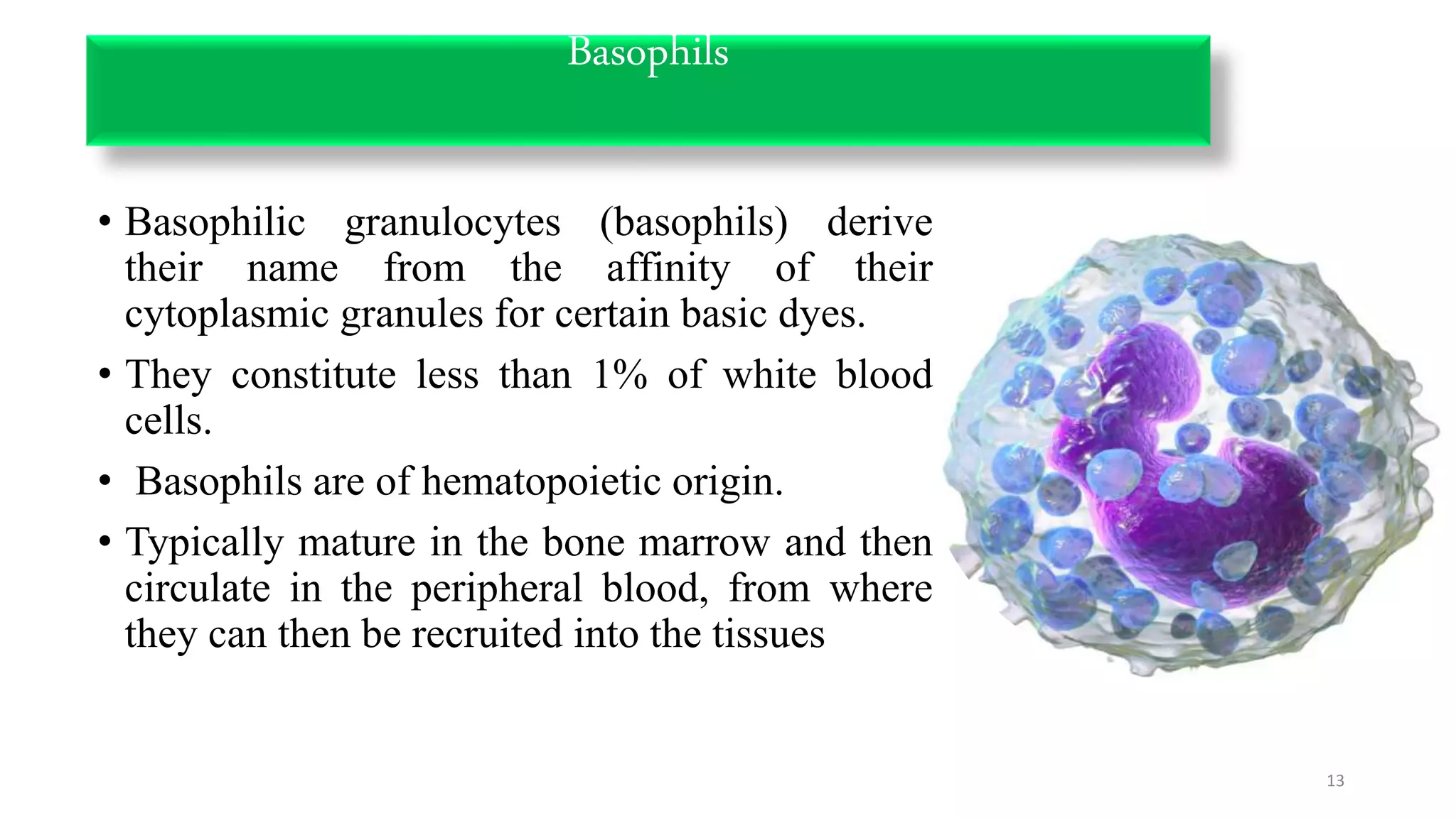 Basophils
• Basophilic granulocytes (basophils) derive
their name from the affinity of their
cytoplasmic granules for certain basic dyes.
• They constitute less than 1% of white blood
cells.
• Basophils are of hematopoietic origin.
• Typically mature in the bone marrow and then
circulate in the peripheral blood, from where
they can then be recruited into the tissues
13
 