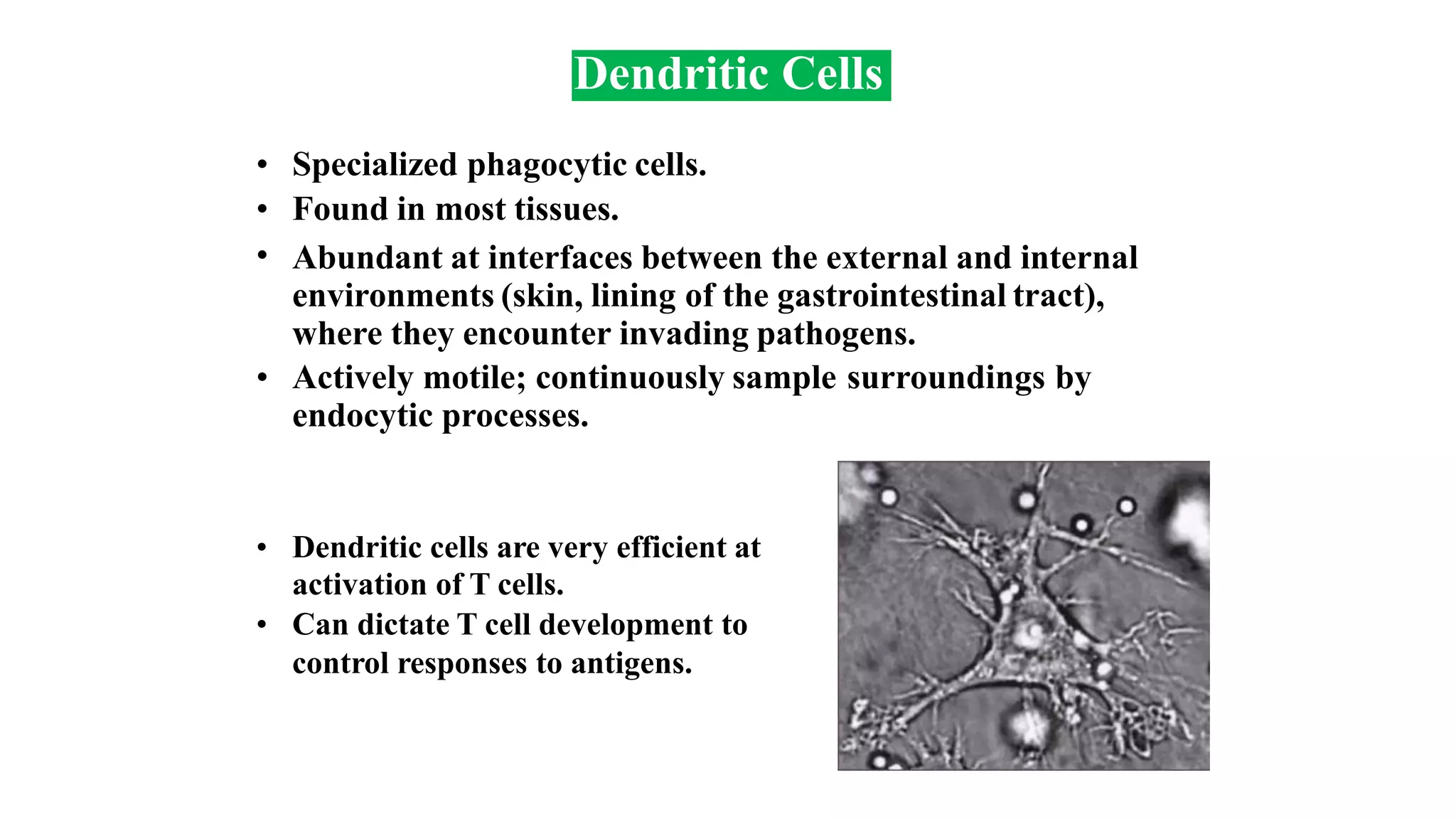 Dendritic Cells
•
•
•
Specialized phagocytic cells.
Found in most tissues.
Abundant at interfaces between the external and internal
environments (skin, lining of the gastrointestinal tract),
where they encounter invading pathogens.
• Actively motile; continuously sample
endocytic processes.
surroundings by
• Dendritic cells are very efficient at
activation of T cells.
Can dictate T cell development to
control responses to antigens.
•
 