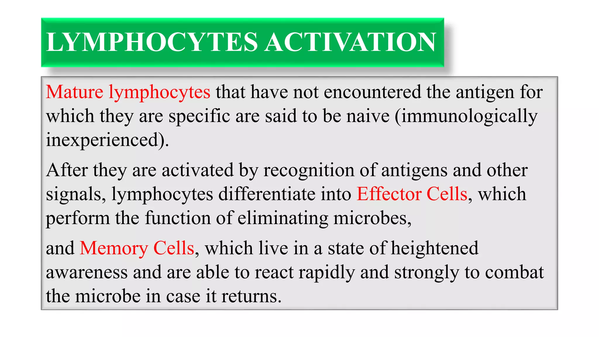 LYMPHOCYTES ACTIVATION
Mature lymphocytes that have not encountered the antigen for
which they are specific are said to be naive (immunologically
inexperienced).
After they are activated by recognition of antigens and other
signals, lymphocytes differentiate into Effector Cells, which
perform the function of eliminating microbes,
and Memory Cells, which live in a state of heightened
awareness and are able to react rapidly and strongly to combat
the microbe in case it returns.
 