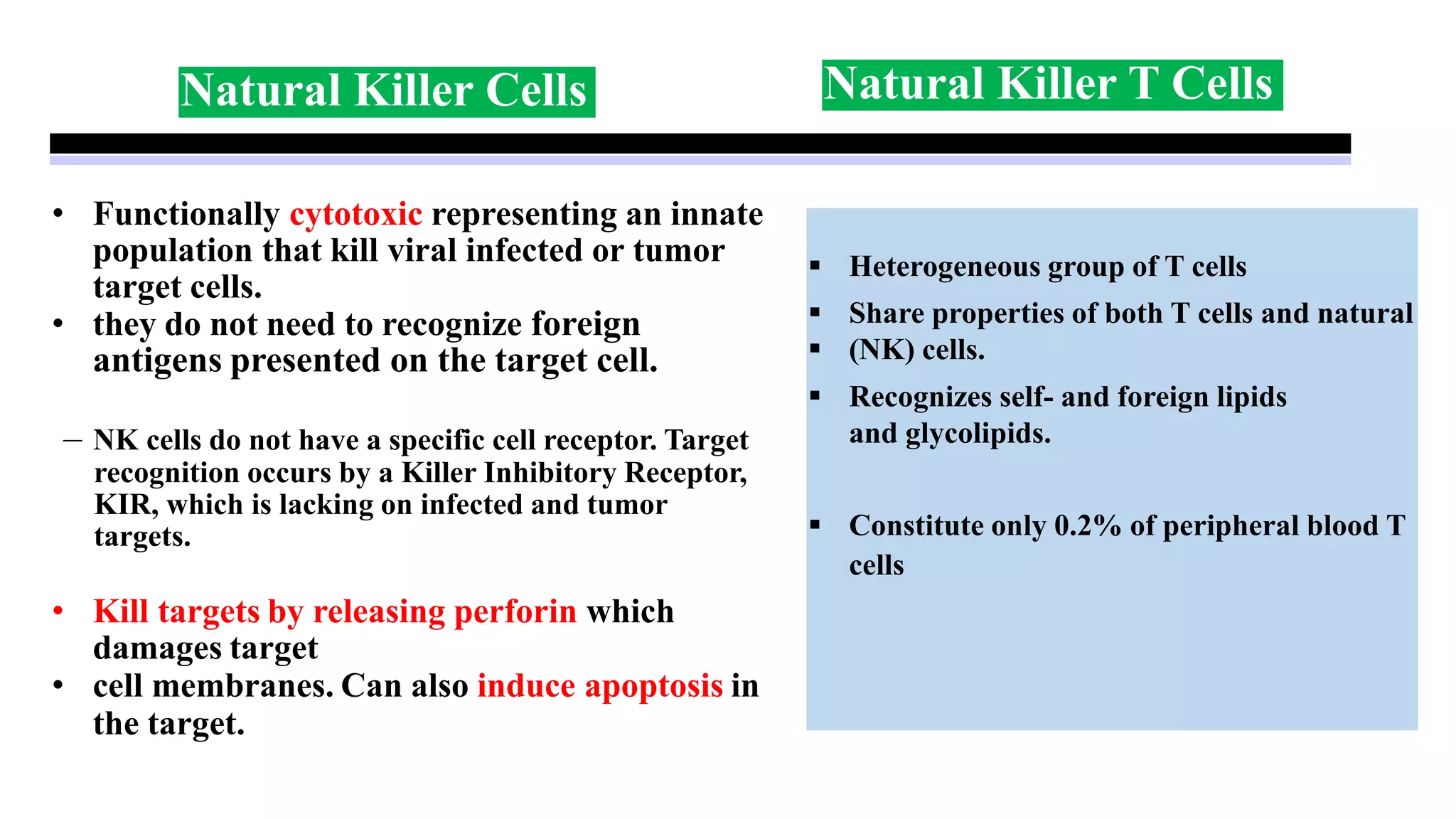 Natural Killer Cells
• Functionally cytotoxic representing an innate
population that kill viral infected or tumor
target cells.
• they do not need to recognize foreign
antigens presented on the target cell.
– NK cells do not have a specific cell receptor. Target
recognition occurs by a Killer Inhibitory Receptor,
KIR, which is lacking on infected and tumor
targets.
• Kill targets by releasing perforin which
damages target
• cell membranes. Can also induce apoptosis in
the target.
 Heterogeneous group of T cells
 Share properties of both T cells and natural
 (NK) cells.
 Recognizes self- and foreign lipids
and glycolipids.
 Constitute only 0.2% of peripheral blood T
cells
Natural Killer T Cells
 