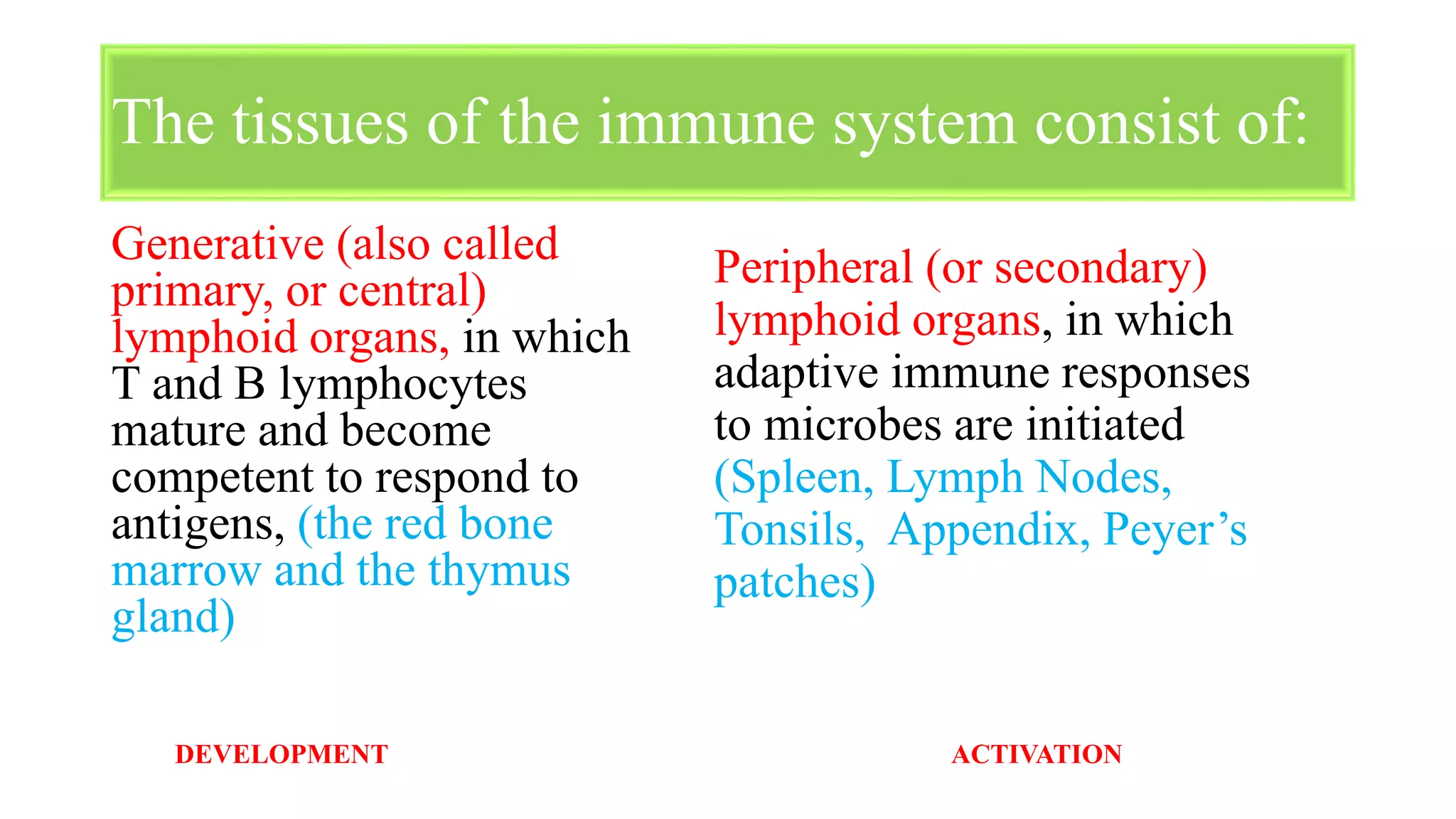 Generative (also called
primary, or central)
lymphoid organs, in which
T and B lymphocytes
mature and become
competent to respond to
antigens, (the red bone
marrow and the thymus
gland)
The tissues of the immune system consist of:
Peripheral (or secondary)
lymphoid organs, in which
adaptive immune responses
to microbes are initiated
(Spleen, Lymph Nodes,
Tonsils, Appendix, Peyer’s
patches)
DEVELOPMENT ACTIVATION
 