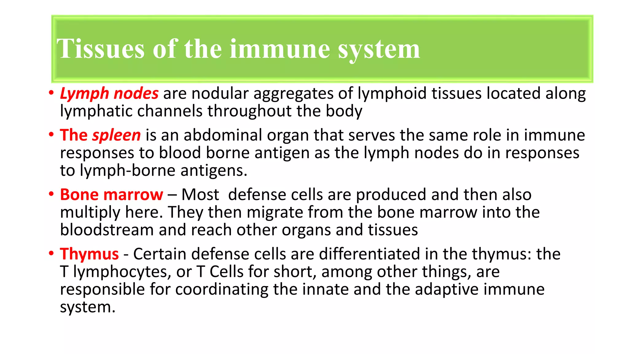 • Lymph nodes are nodular aggregates of lymphoid tissues located along
lymphatic channels throughout the body
• The spleen is an abdominal organ that serves the same role in immune
responses to blood borne antigen as the lymph nodes do in responses
to lymph-borne antigens.
• Bone marrow – Most defense cells are produced and then also
multiply here. They then migrate from the bone marrow into the
bloodstream and reach other organs and tissues
• Thymus - Certain defense cells are differentiated in the thymus: the
T lymphocytes, or T Cells for short, among other things, are
responsible for coordinating the innate and the adaptive immune
system.
Tissues of the immune system
 