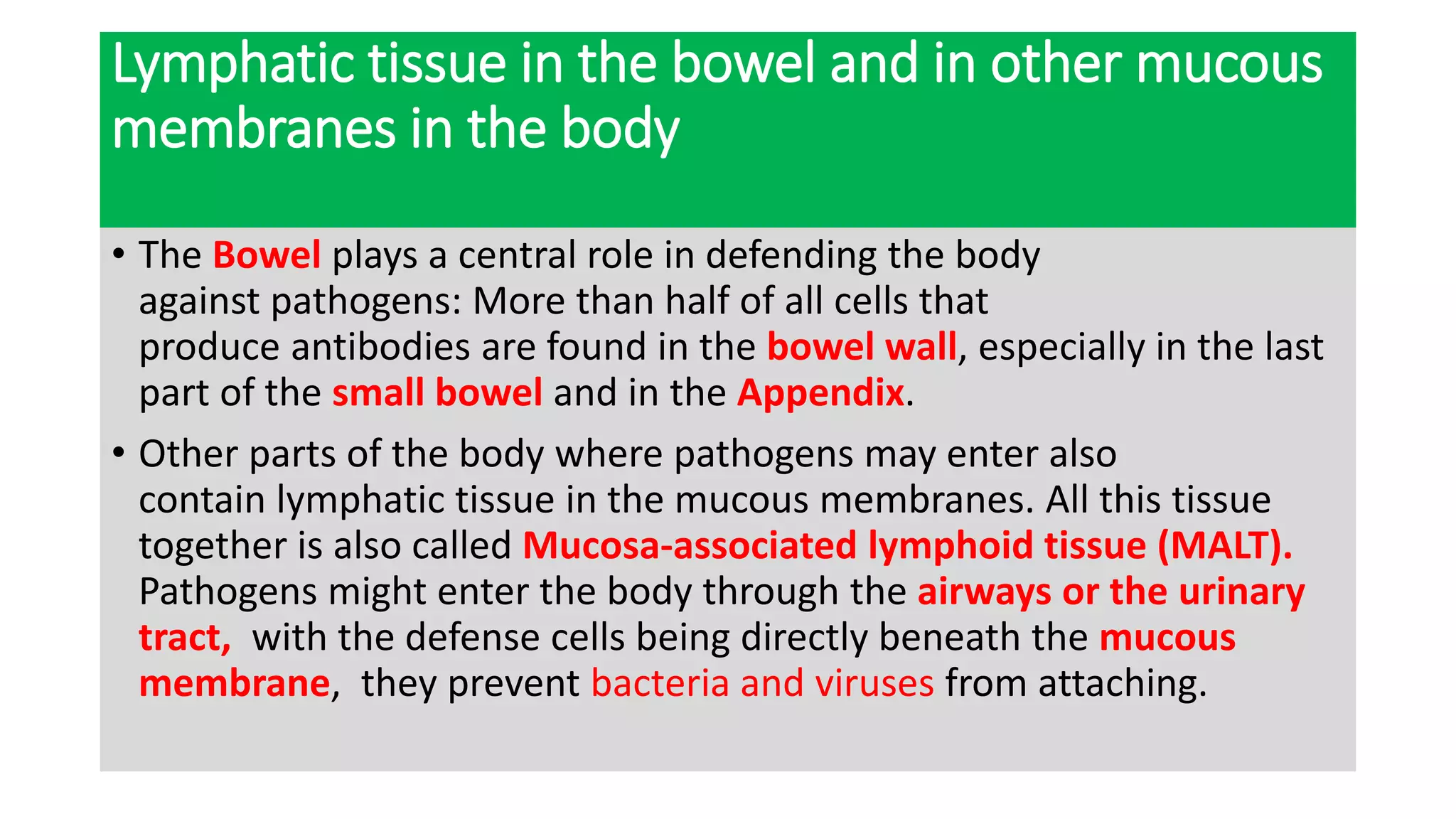 Lymphatic tissue in the bowel and in other mucous
membranes in the body
• The Bowel plays a central role in defending the body
against pathogens: More than half of all cells that
produce antibodies are found in the bowel wall, especially in the last
part of the small bowel and in the Appendix.
• Other parts of the body where pathogens may enter also
contain lymphatic tissue in the mucous membranes. All this tissue
together is also called Mucosa-associated lymphoid tissue (MALT).
Pathogens might enter the body through the airways or the urinary
tract, with the defense cells being directly beneath the mucous
membrane, they prevent bacteria and viruses from attaching.
 