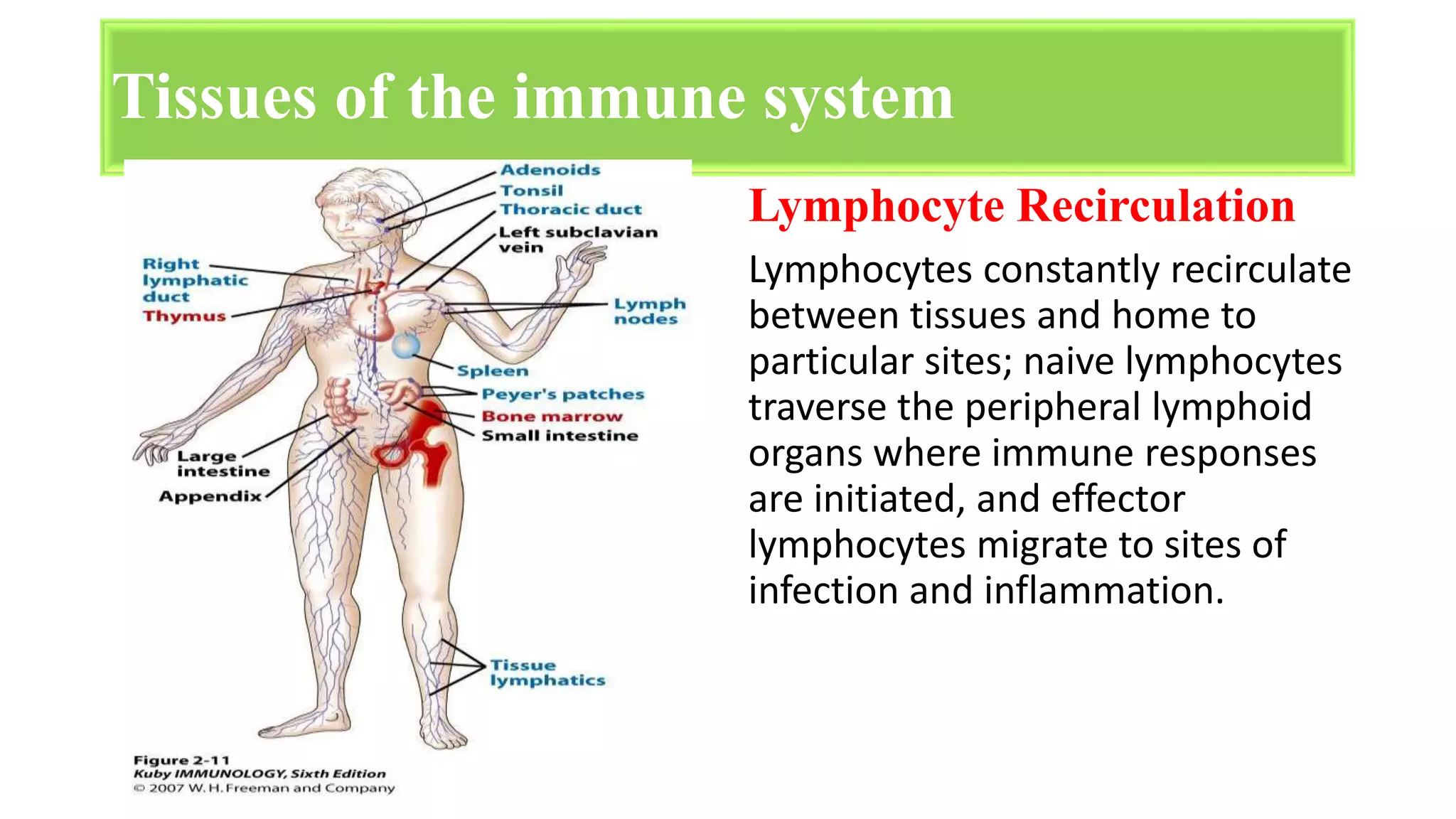 Lymphocyte Recirculation
Lymphocytes constantly recirculate
between tissues and home to
particular sites; naive lymphocytes
traverse the peripheral lymphoid
organs where immune responses
are initiated, and effector
lymphocytes migrate to sites of
infection and inflammation.
Tissues of the immune system
 