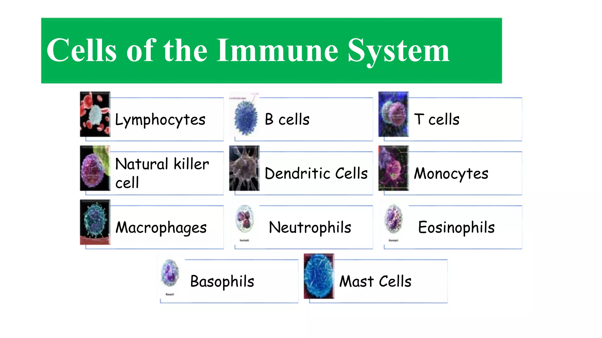 Cells of the Immune System
Lymphocytes B cells T cells
Natural killer
cell
Dendritic Cells Monocytes
Macrophages Neutrophils Eosinophils
Basophils Mast Cells
 