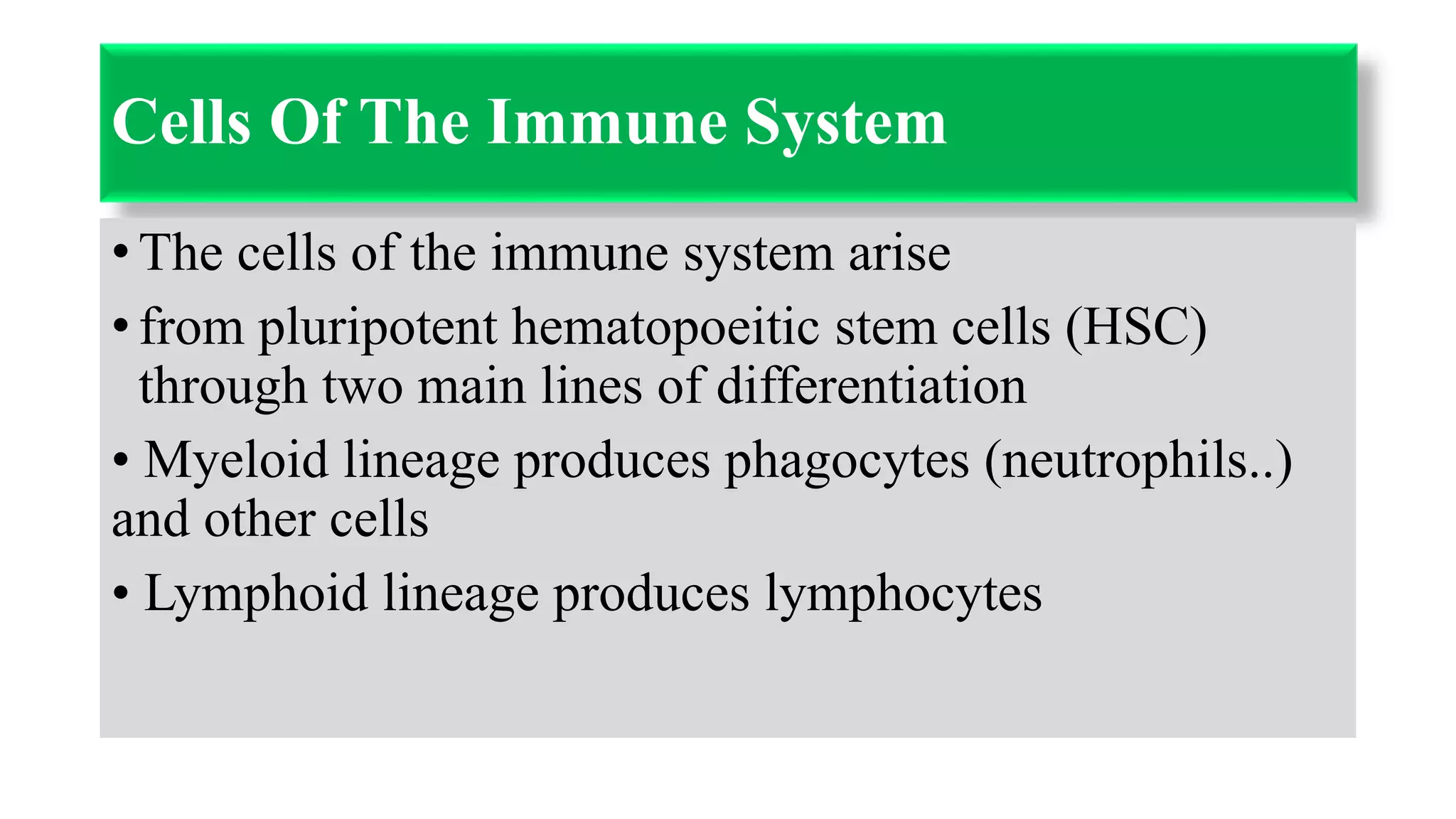 Cells Of The Immune System
• The cells of the immune system arise
• from pluripotent hematopoeitic stem cells (HSC)
through two main lines of differentiation
• Myeloid lineage produces phagocytes (neutrophils..)
and other cells
• Lymphoid lineage produces lymphocytes
 