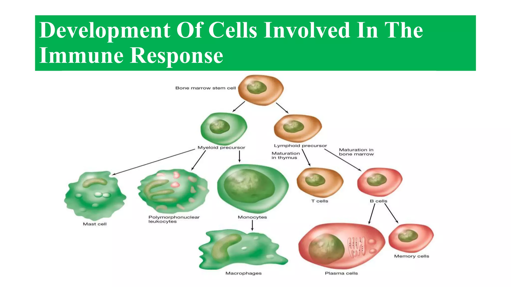Development Of Cells Involved In The
Immune Response
 