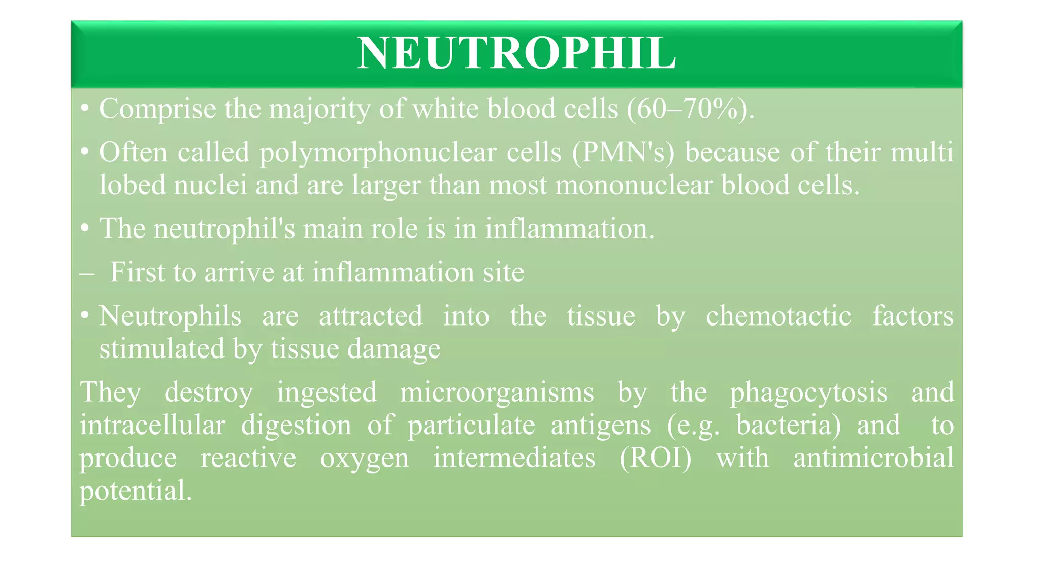 NEUTROPHIL
• Comprise the majority of white blood cells (60–70%).
• Often called polymorphonuclear cells (PMN's) because of their multi
lobed nuclei and are larger than most mononuclear blood cells.
• The neutrophil's main role is in inflammation.
– First to arrive at inflammation site
• Neutrophils are attracted into the tissue by chemotactic factors
stimulated by tissue damage
They destroy ingested microorganisms by the phagocytosis and
intracellular digestion of particulate antigens (e.g. bacteria) and to
produce reactive oxygen intermediates (ROI) with antimicrobial
potential.
 
