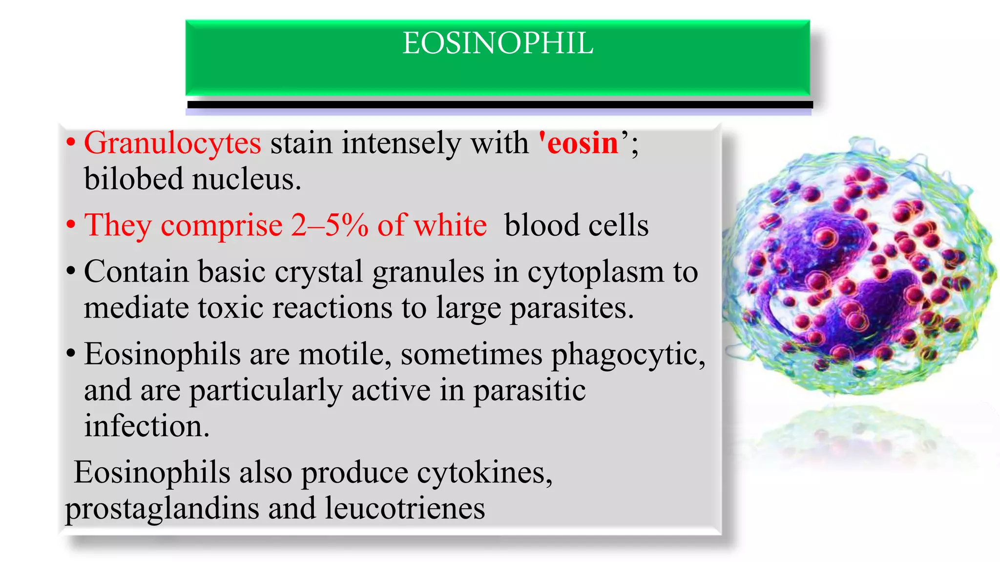 EOSINOPHIL
• Granulocytes stain intensely with 'eosin’;
bilobed nucleus.
• They comprise 2–5% of white blood cells
• Contain basic crystal granules in cytoplasm to
mediate toxic reactions to large parasites.
• Eosinophils are motile, sometimes phagocytic,
and are particularly active in parasitic
infection.
Eosinophils also produce cytokines,
prostaglandins and leucotrienes
 
