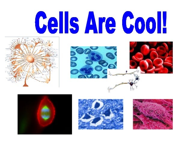 cells are cool ppt