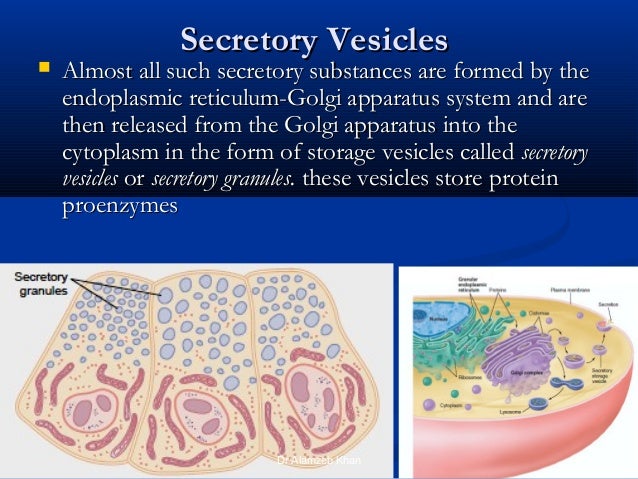 Cells As The Living Units Of The Body