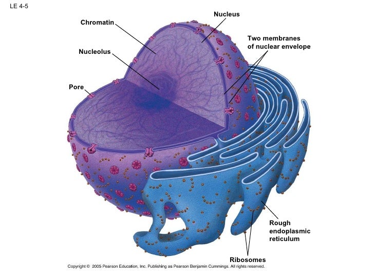 Biology - Cells 1011