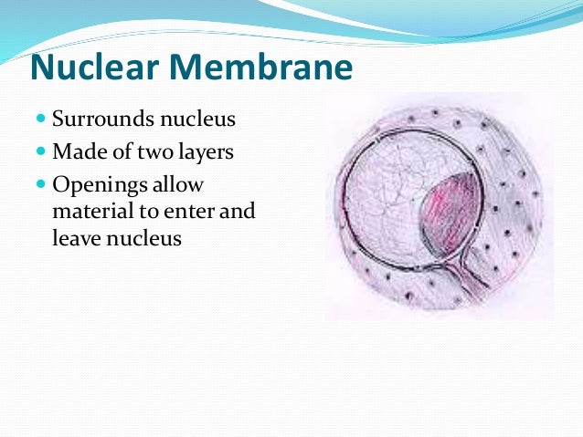 Cells bio2
