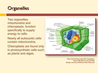 Organelles
Two organelles,
mitochondria and
chloroplasts, function
specifically to supply
energy to cells.
Nearly all eukaryotic cells
contain mitochondria.
Chloroplasts are found only
in photosynthetic cells such
as plants and algae.
Plant Cell showing organelles, Cytoplasm,
Plasma Membrane and Cell Wall
[Image courtesy of Mariana Ruiz Villarreal]
 