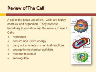 Cells_Building_Blocks_Presentation.pdf