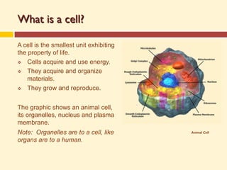 Cells_Building_Blocks_Presentation.pdf