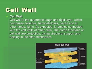 Cell project | PPT