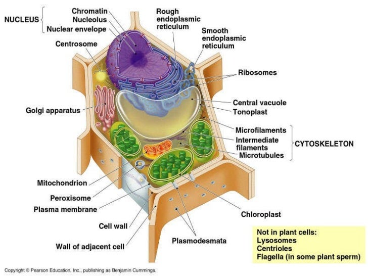 Pics Photos Plant Cell Diagram Labeled For Kids