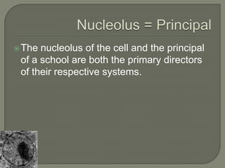 Nucleolus = PrincipalThe nucleolus of the cell and the principal of a school are both the primary directors of their respective systems.