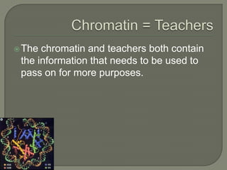 Chromatin = TeachersThe chromatin and teachers both contain the information that needs to be used to pass on for more purposes.