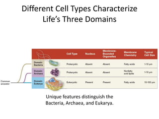 Different Cell Types Characterize
Life’s Three Domains
Unique features distinguish the
Bacteria, Archaea, and Eukarya.
 