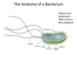The Anatomy of a Bacterium
Bacteria are
prokaryotic.
DNA is free in
the cytoplasm.
 