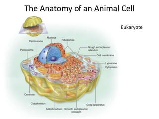 The Anatomy of an Animal Cell
Eukaryote
 