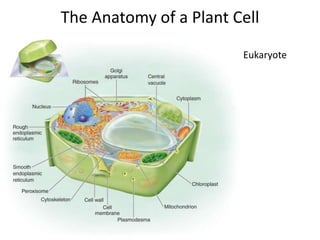 The Anatomy of a Plant Cell
Eukaryote
 