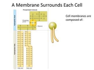 A Membrane Surrounds Each Cell
Cell membranes are
composed of:
 